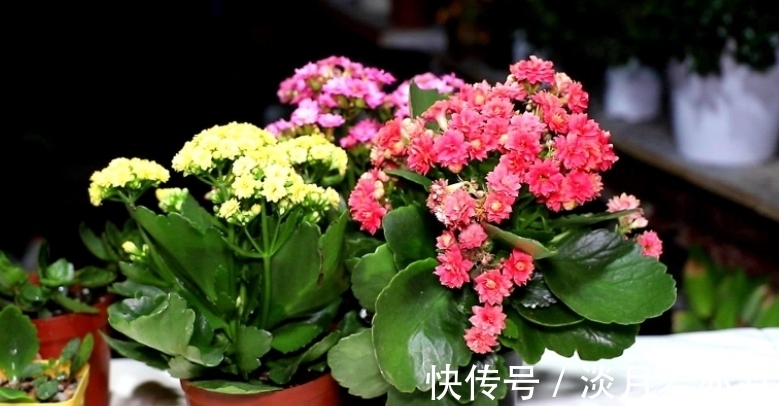 养好长寿花的小诀窍：光照是第一要素，把握不住就难开花