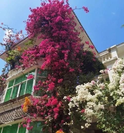 “最累”的8种花,花开连续几个月,一次开花几百朵!