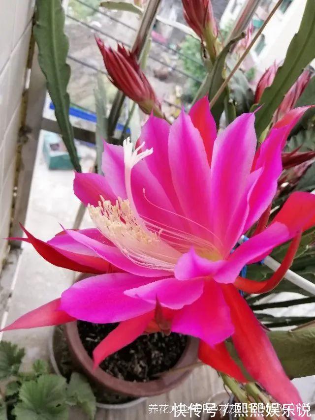 1种花不是真昙花，1次能开上百朵，比蟹爪兰美，怪不得都去抢假货