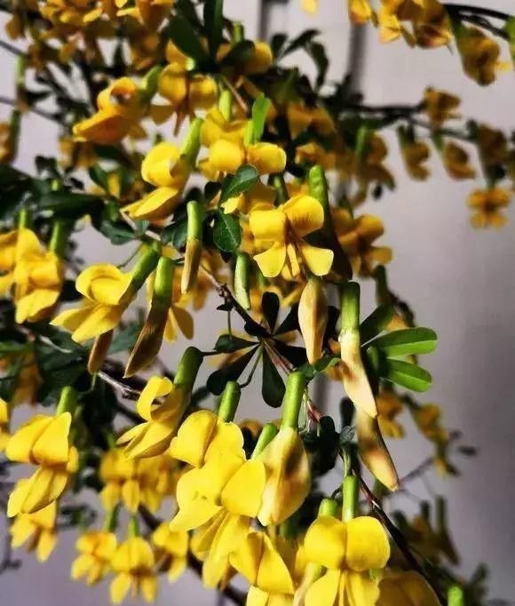 山里的1棵老树桩,挖出来种盆里,开花后,眼睛都看直了!