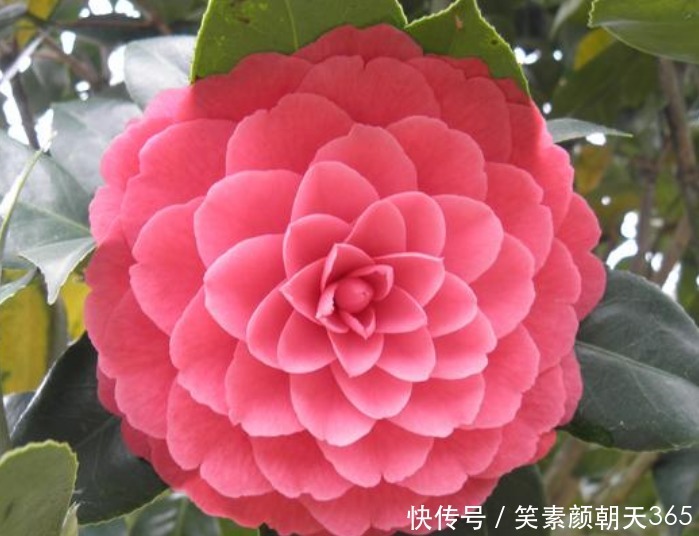 谁见了都喜欢的“4种花”，比牡丹还漂亮，开花硕大香味浓！