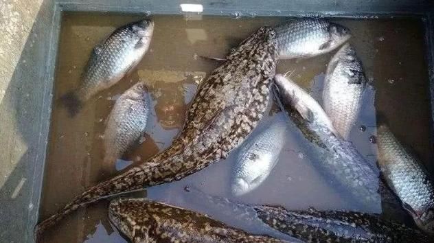 堪称中国“最难钓”的鱼,图1极为稀少,许多人跋涉千里只求一条