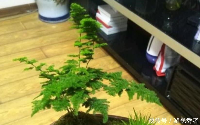 云竹|云竹换盆分株,找个“烟头”烫一下,换完不烂根,轻松变多盆