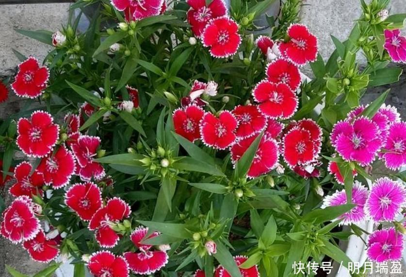 3种漂亮花,家里养一盆最合适,一开就是300多天,开花漂亮花期长