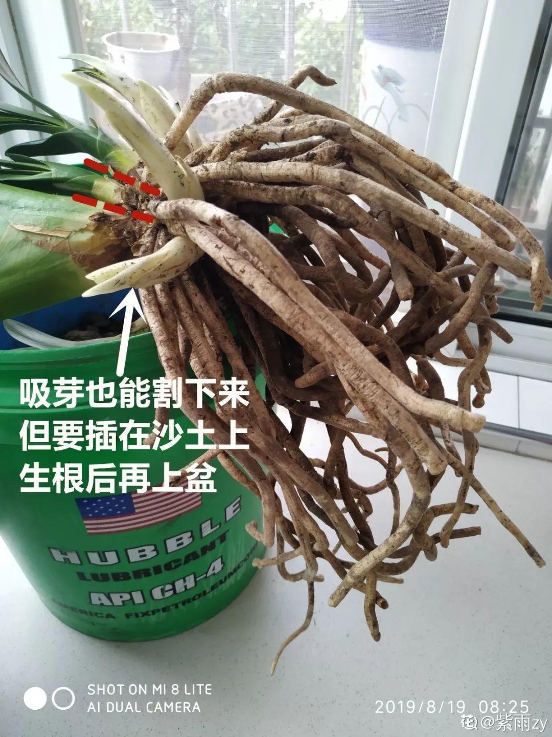 秋天给花铲一锹,一盆变五盆,根本不用扦插!