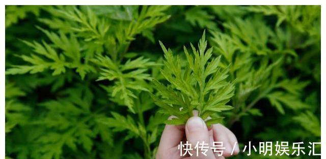采摘|长在路边的20种杂草可以当作野菜食用，你认识几种？