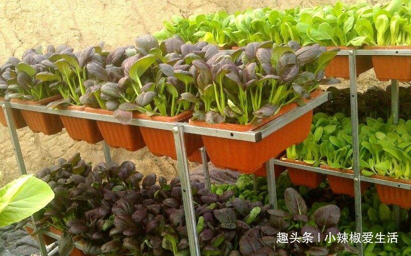 阳台别再只养花了,这4种蔬菜盆栽,不仅好看,还能吃又健康