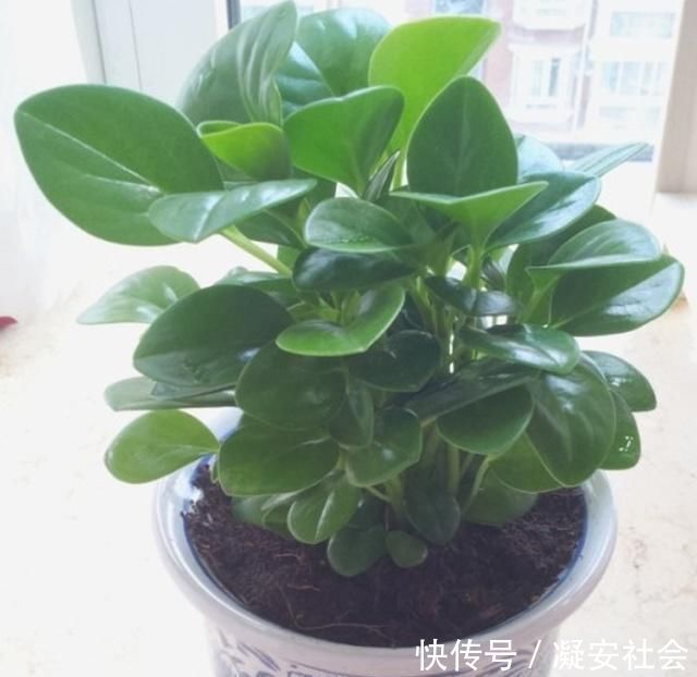 碧玉|它叫“小家碧玉”，懒人轻易“养不死”，客厅养一盆，净化空气