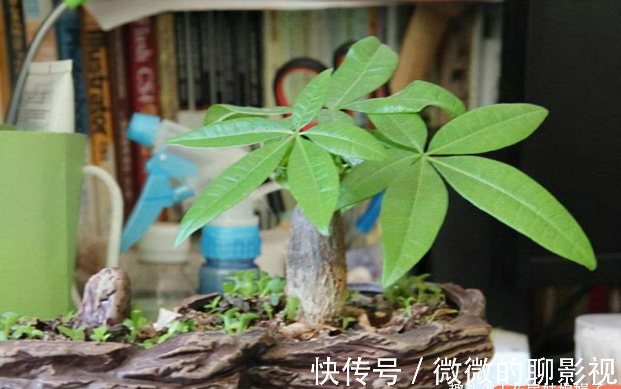 冬天里,给这8种花修剪,要分清楚修剪方式,否则来年长势成问题