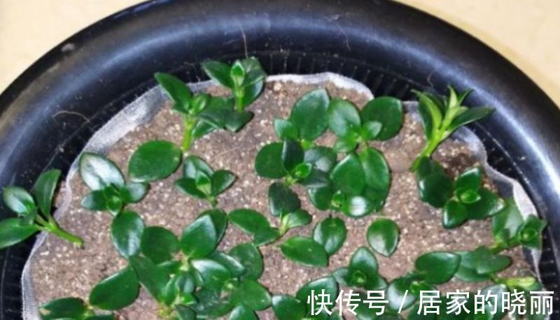 扦插|8月天气凉爽,5种花现在扦插正当时,生根快成活率高,适合新手