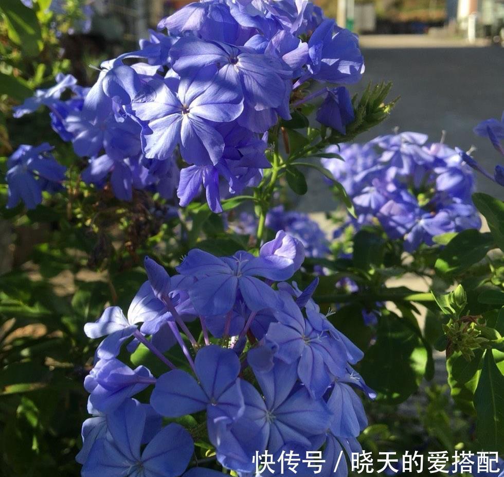 养分|让蓝雪花秋天开花更多的2个方法，不要舍不得，要辣手摧花