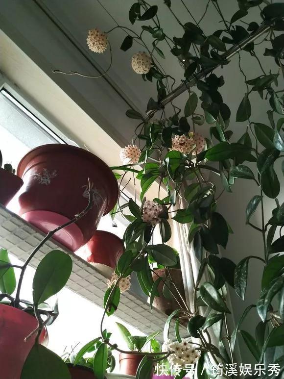 花球|5种花不用管,盆栽地栽都好养,自己就能长成大花球,花开还惊艳