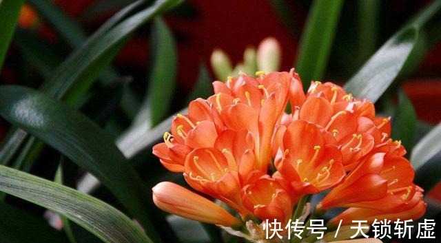 养这些花,给点醋蹭蹭长,好看不黄叶!养这些花,给点醋蹭蹭长,好看不黄叶!