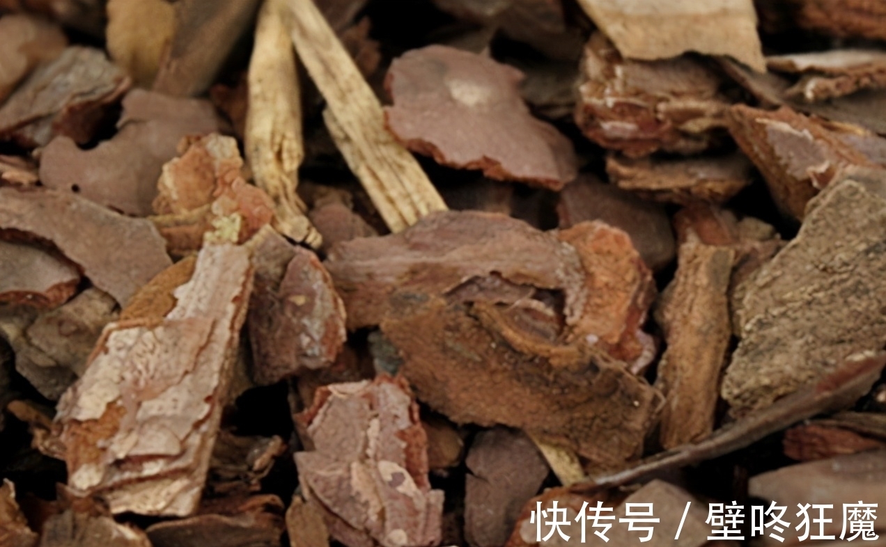 给君子兰换盆土垫上这些东西,3年内肉质根再不会因积水而腐烂了