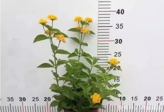 几种很耐寒的花,在冬天依旧开花美艳