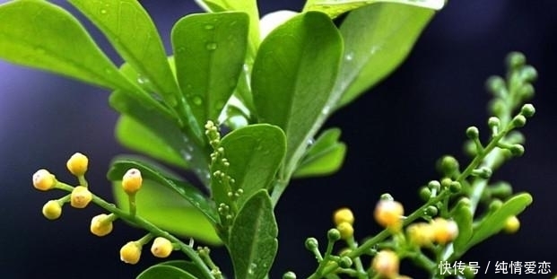 如何给米兰花剪枝这些小方法要知道!