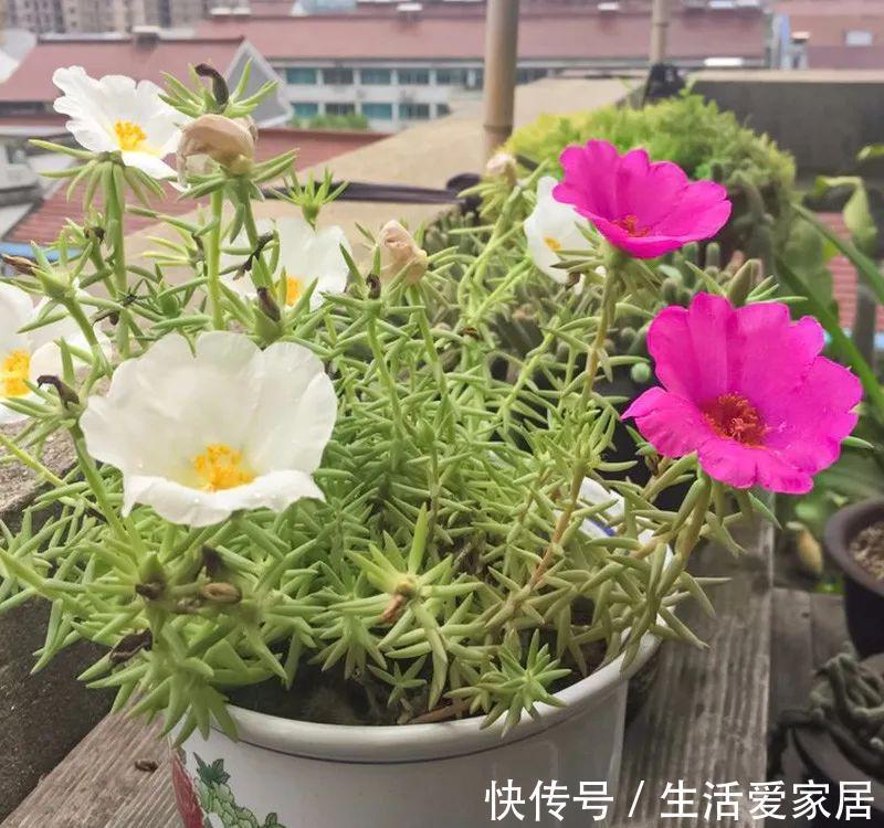 福建人爱养花草盆景,他们对花草形态是有“高要求”的!