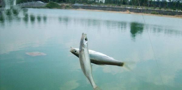 野钓时四种错误的打窝方式,钓不到鱼还浪费饵料