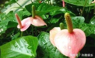 别再花钱买花肥,家家都有的1种垃圾,用来养花,花开一茬接一茬