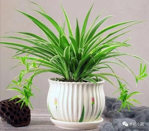 冬天室内太干燥，养上6种植物，空气清新自然