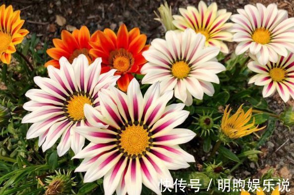 植物|家里养这几款植物,开花四季如春,不用费心,漂亮又好闻