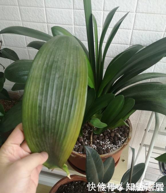 叶子|夏天养花，4种植物容易“浇死”，进入休眠期，浇水能少则少