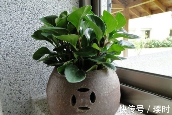 橘子皮养花妙招分享,除了这3种用法外,你还晓得哪些?