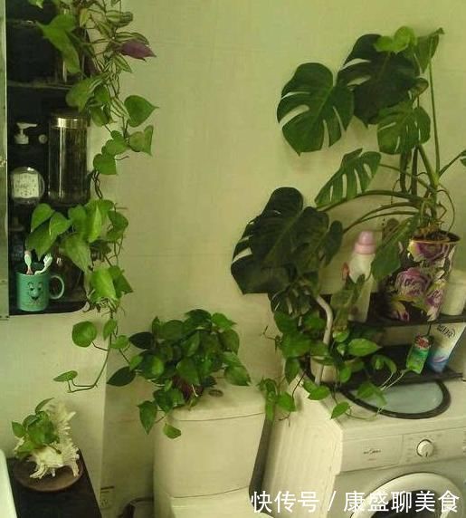 把花养在卫生间，看看我隔壁邻居家，绿萝爬满屋，像热带雨林
