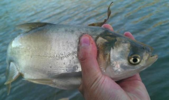 不是跟你吹,这鲢鳙钓法用了二十年,至今依然奏效,不信就试一试
