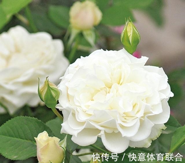 灌木|浓香月季品种大盘点，20个强香品种图文介绍。种一颗满屋飘香！