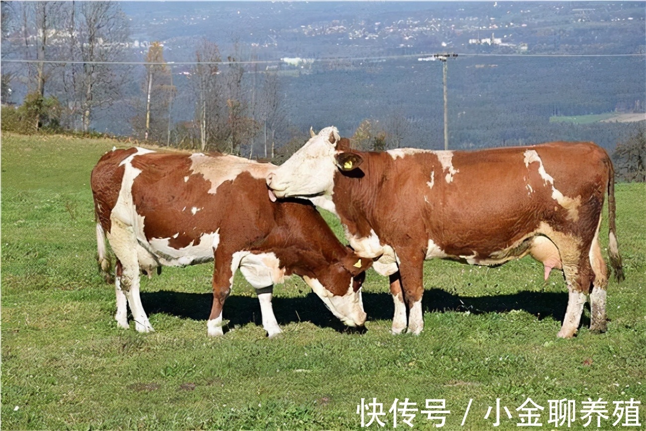 营养不良|母牛早产是什么原因造成的?母牛为什么会早产?真实原因在这里