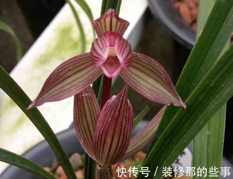 春剑红素之王:都江红素|春剑红素之王:都江红素,盆栽顾及到这些,品相完美,百看不厌