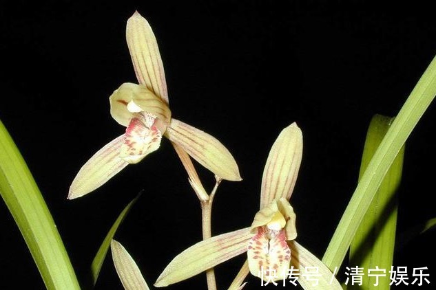 兰花不开花真愁人,换个环境,就能改善!兰花的观赏价值很高