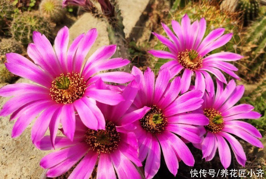 适合夏季扦插的“六种花”,操作简单,容易生根,其他季节难生根