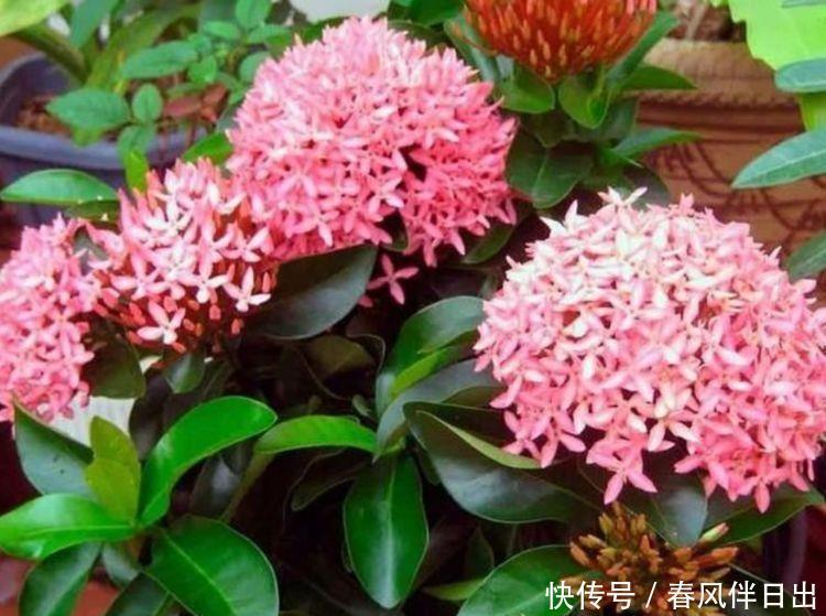 4种花最适合新手养，比香水还好闻，香飘四溢