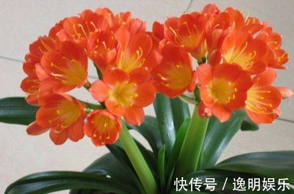 20cm|养君子兰,学会关键1招,叶片油绿,花开不停,一次开花几十朵!