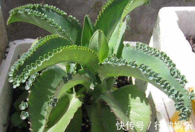 分分合合|几种花卉,养在家里飘香四溢,好养易爆盆,十分的清新靓丽