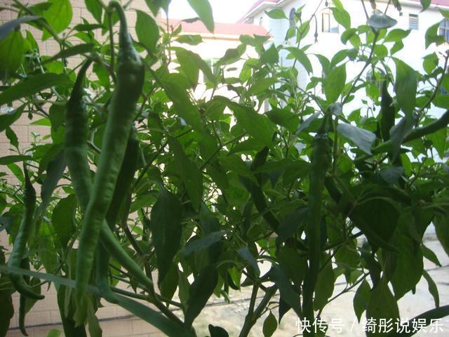 6、7月阳台种4种菜，只要肥水足，叶绿果实多，收获一茬接一茬