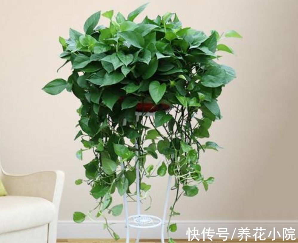 冬天养绿萝别只浇水，做好4个养护，不停长新叶
