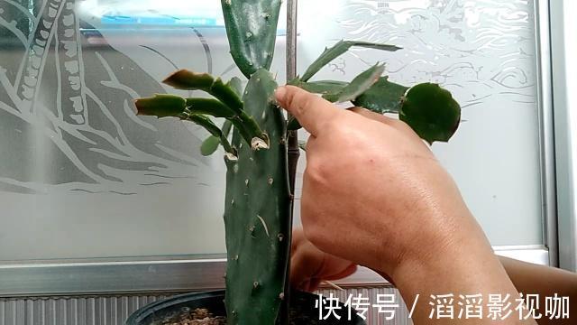 季节|嫁接蟹爪兰最好的“季节”，仙人掌割一刀，插上蟹爪兰，飞快开花