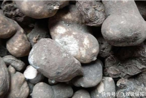 農(nóng)村的這種野草被叫做“藥王”！一塊錢只能買到一克，你見過(guò)嗎