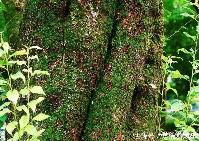 在大树树干上打一个小孔,在小孔里放上食盐,这个树会死吗?