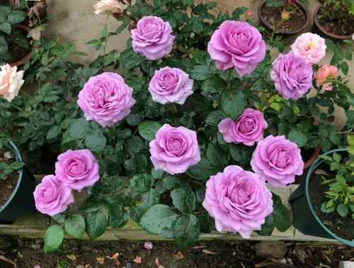 怎么把月季养漂亮?把握住“3点”,枝叶茂、开花勤