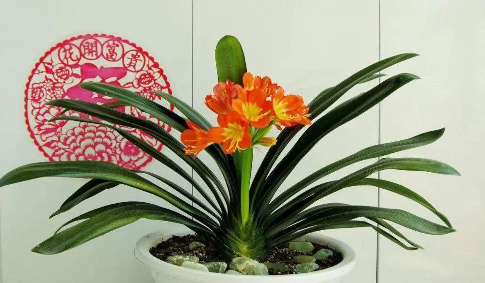 挑选栽培君子兰,教你几个妙招,姿态美开花早