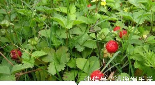 小时候常见却叫不出名字的植物,太全了