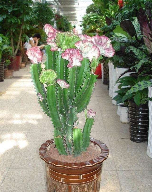 真正懂花的人,都会养这3种花,爆盆快寓意好还能养人