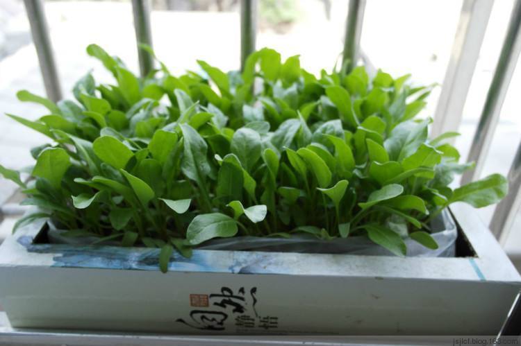 称赞|她从不买“花盆”，种出来的花却美的让人称赞，朋友都来向她学习