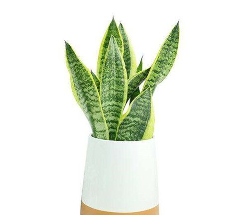 虎年春节不能少的4种虎花,养在家里虎虎生威,旺家有旺财