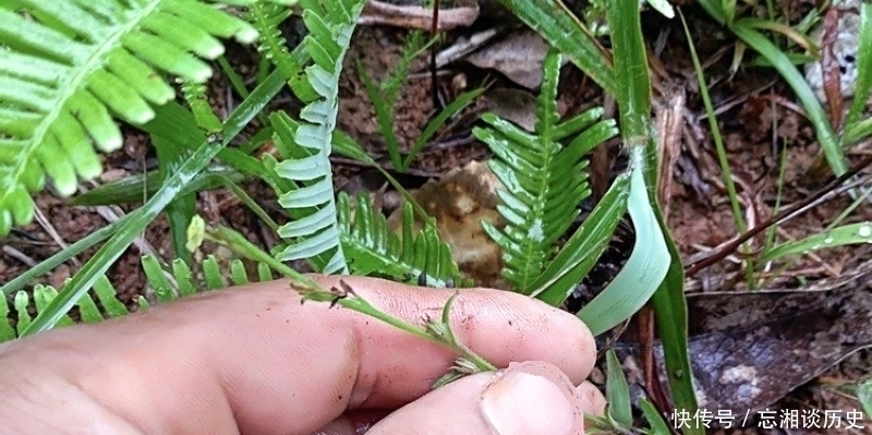 麦田一野草晒干2千元一斤,人称“草中黄金”,真有这么好