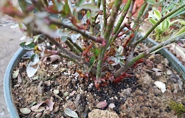 春天|春天养花,掰个“新芽”塞盆里,15天生根长叶,养好还开花